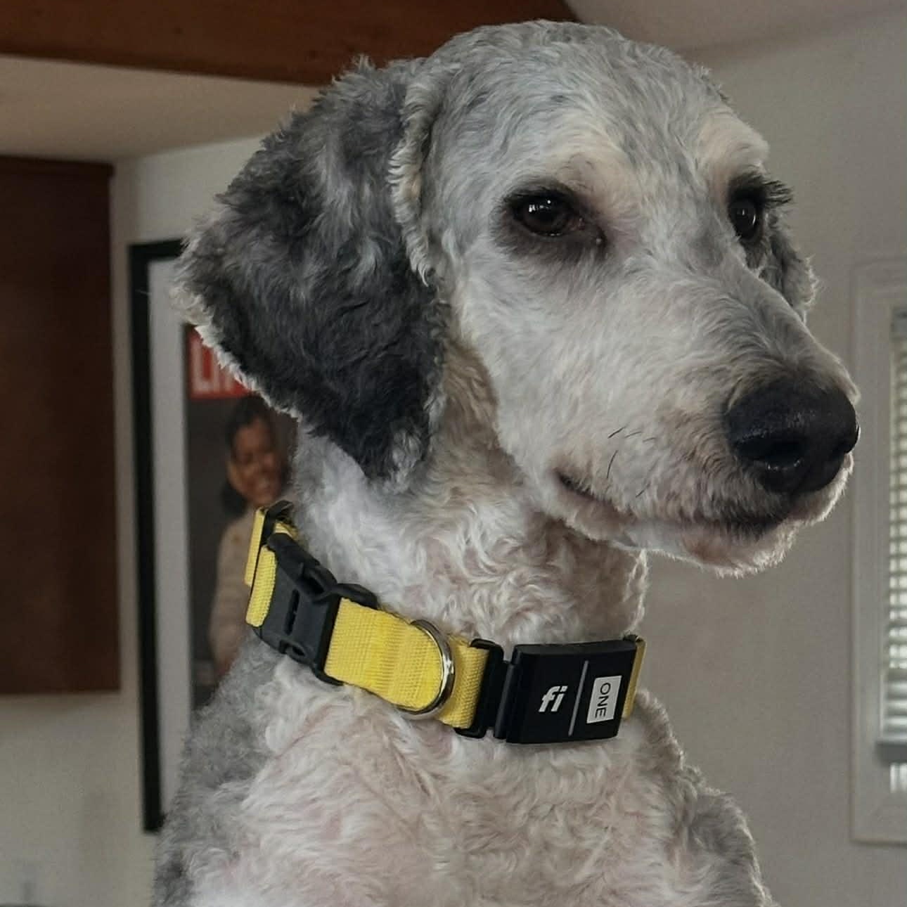 Enlarge Jerry Barkcia, an adopted Standard Poodle in Rochester, NY image 3/3