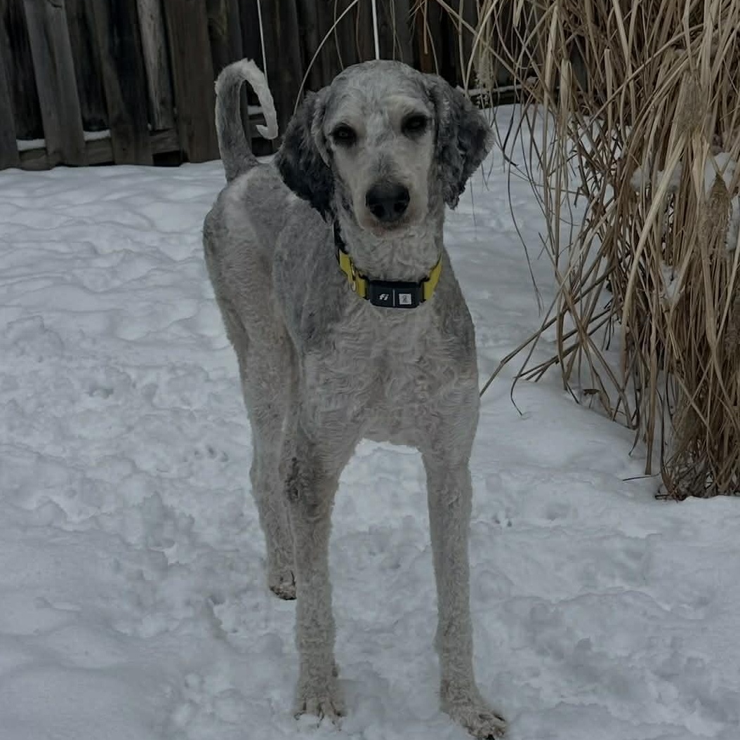 Enlarge Jerry Barkcia, an adopted Standard Poodle in Rochester, NY image 1/3