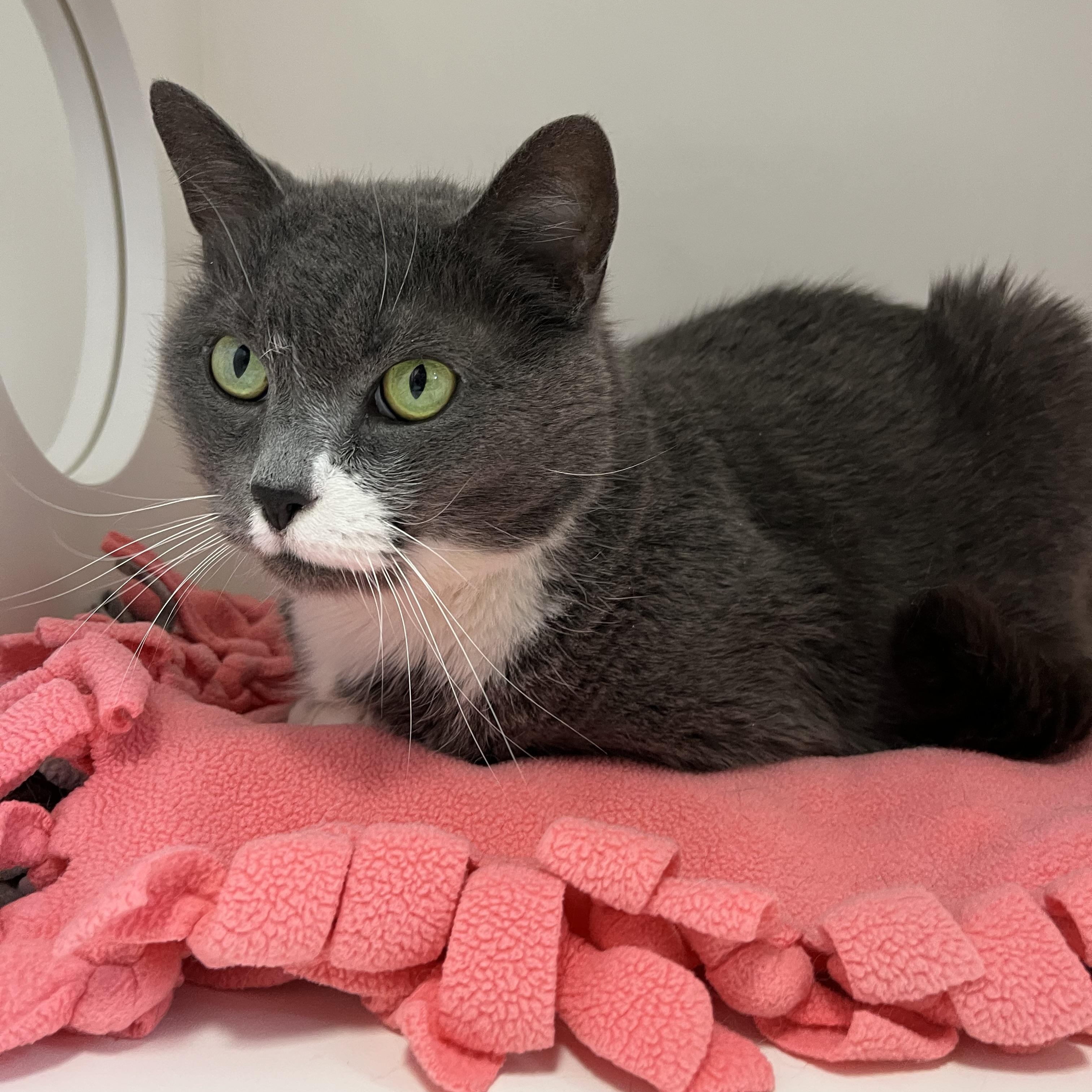 Enlarge Binx (Available w/ Bonded Brother, Jinx), a Adoptable mixed breed in Terryville, CT image 2/6