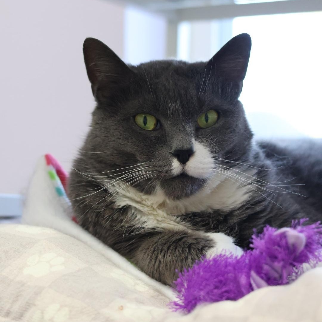 Binx (Available w/ Bonded Brother, Jinx), Adoptable, Adult Male Domestic Short Hair.