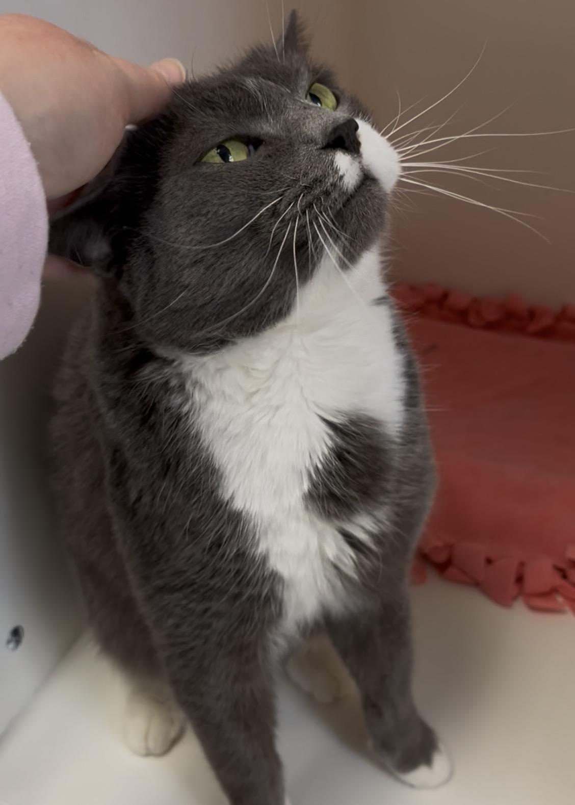 Enlarge Binx (Available w/ Bonded Brother, Jinx), a Adoptable mixed breed in Terryville, CT image 3/6