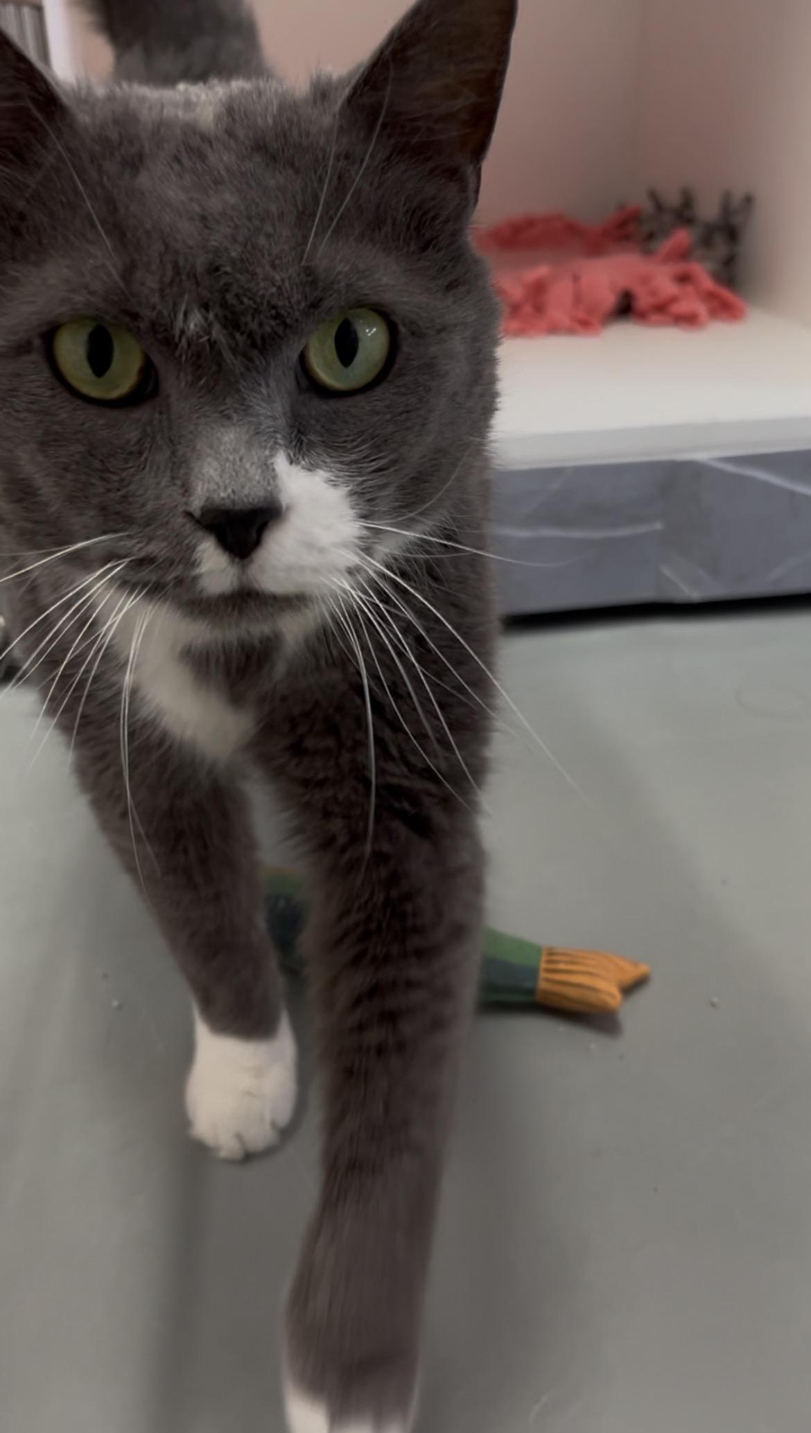 Enlarge Binx (Available w/ Bonded Brother, Jinx), a Adoptable mixed breed in Terryville, CT image 4/6