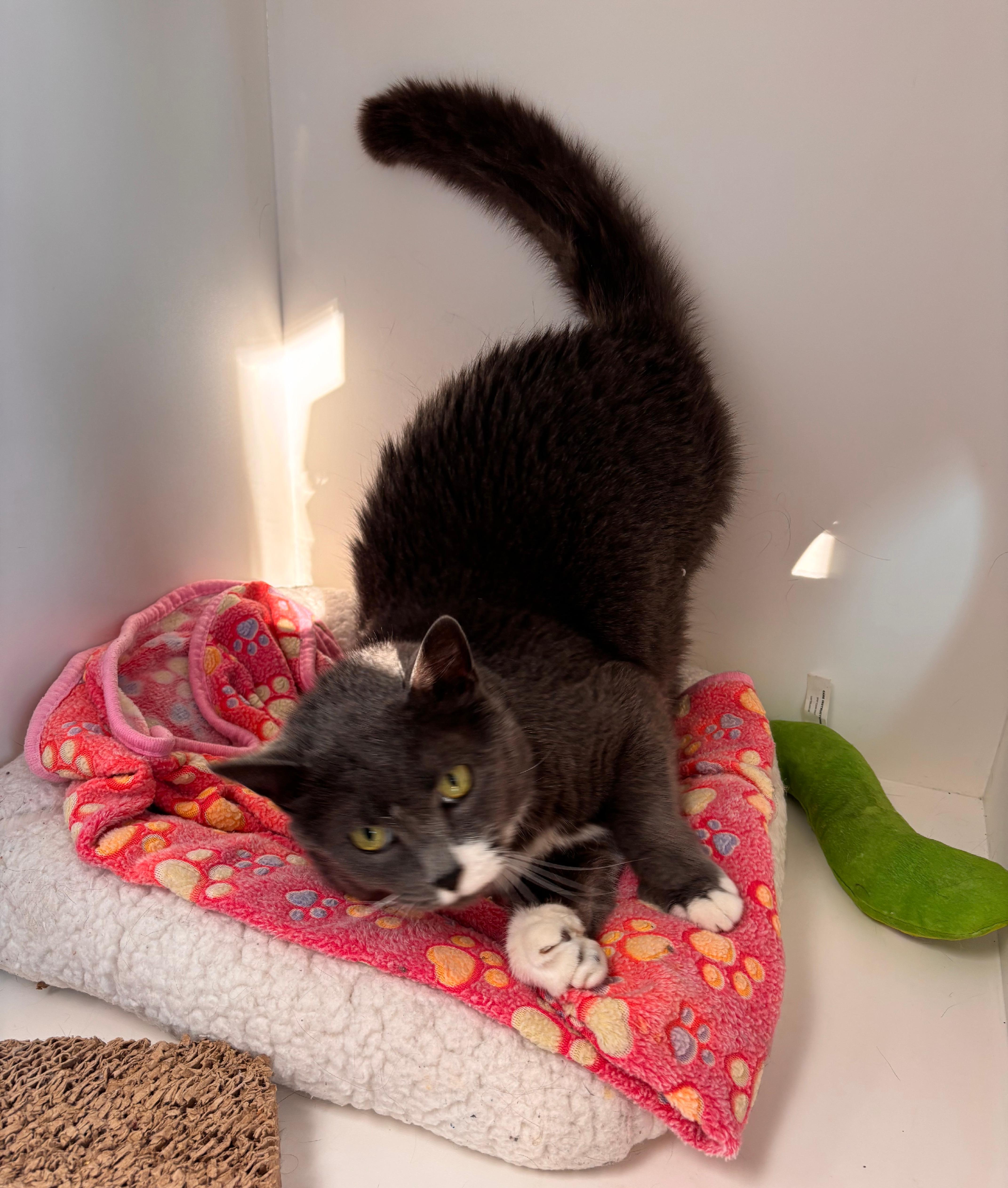 Enlarge Binx (Available w/ Bonded Brother, Jinx), a Adoptable mixed breed in Terryville, CT image 5/6