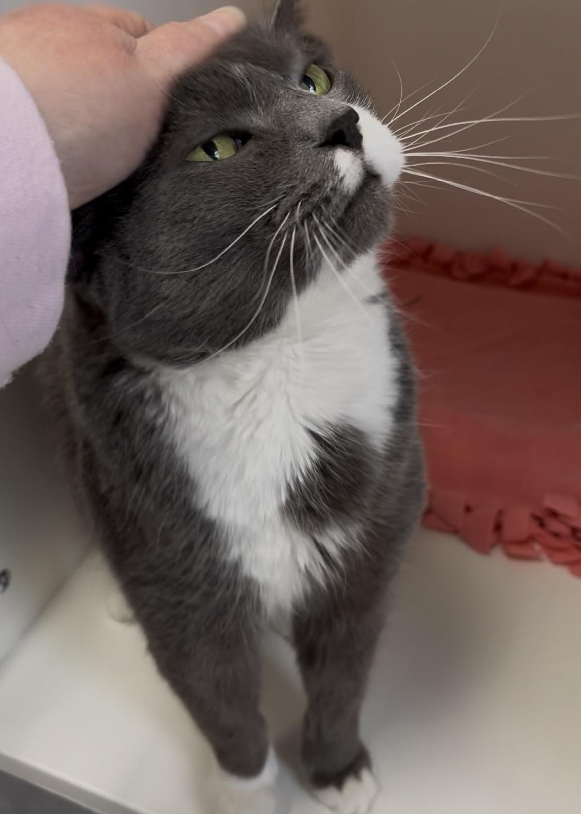 Enlarge Binx (Available w/ Bonded Brother, Jinx), a Adoptable mixed breed in Terryville, CT image 6/6