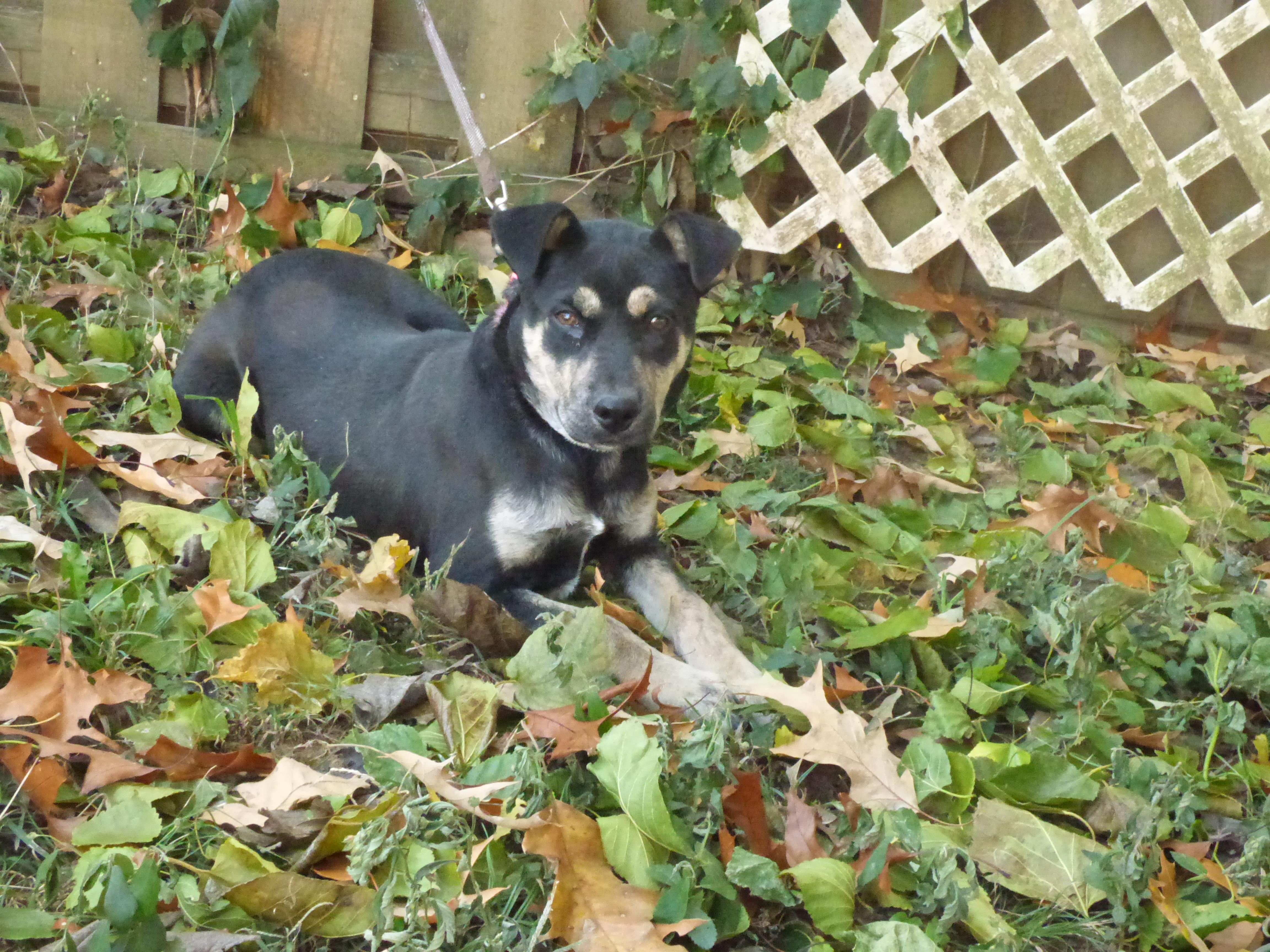 Enlarge Greta, a Adoptable mixed breed in Newburgh, NY image 2/5