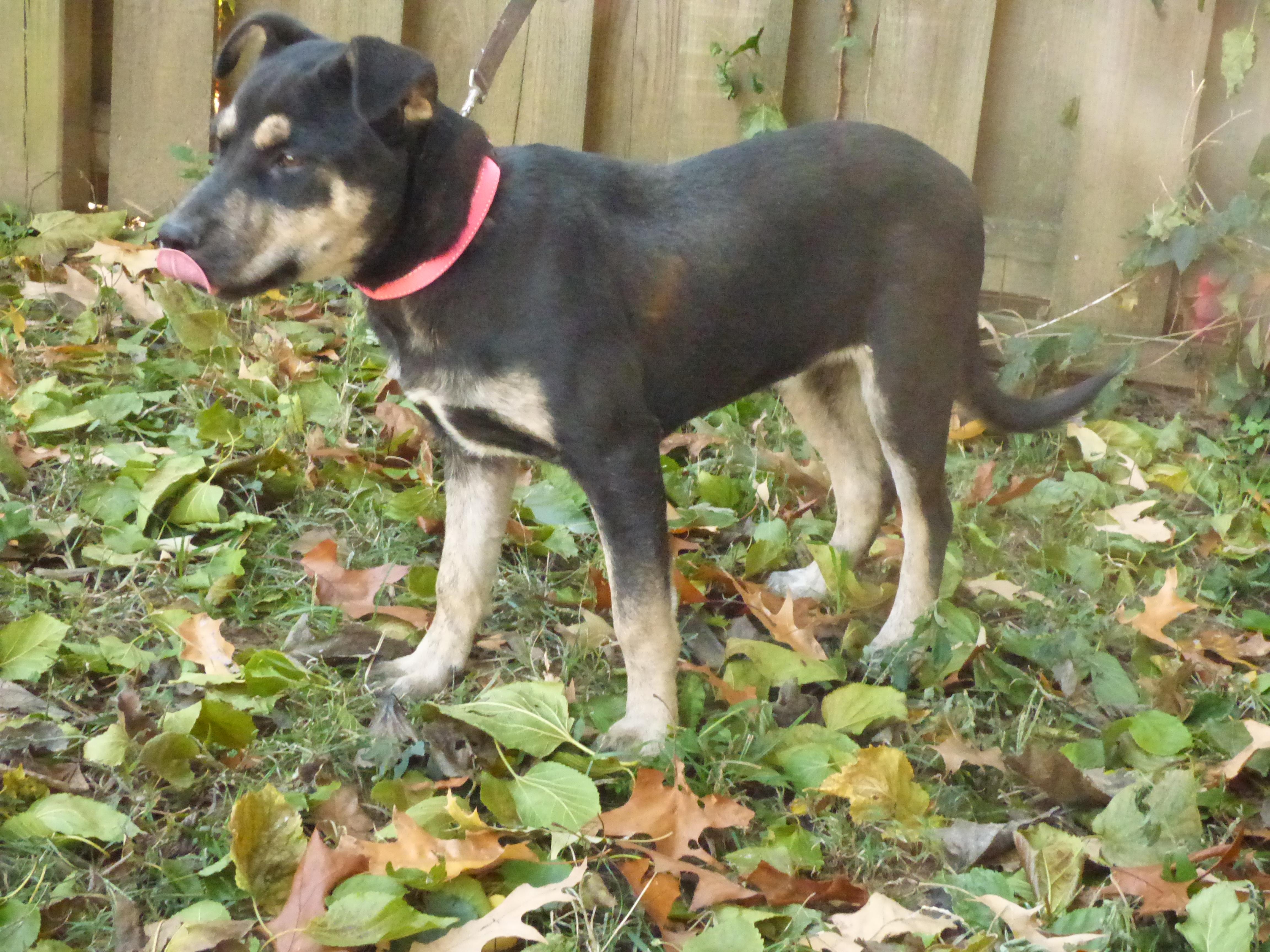 Enlarge Greta, a Adoptable mixed breed in Newburgh, NY image 4/5