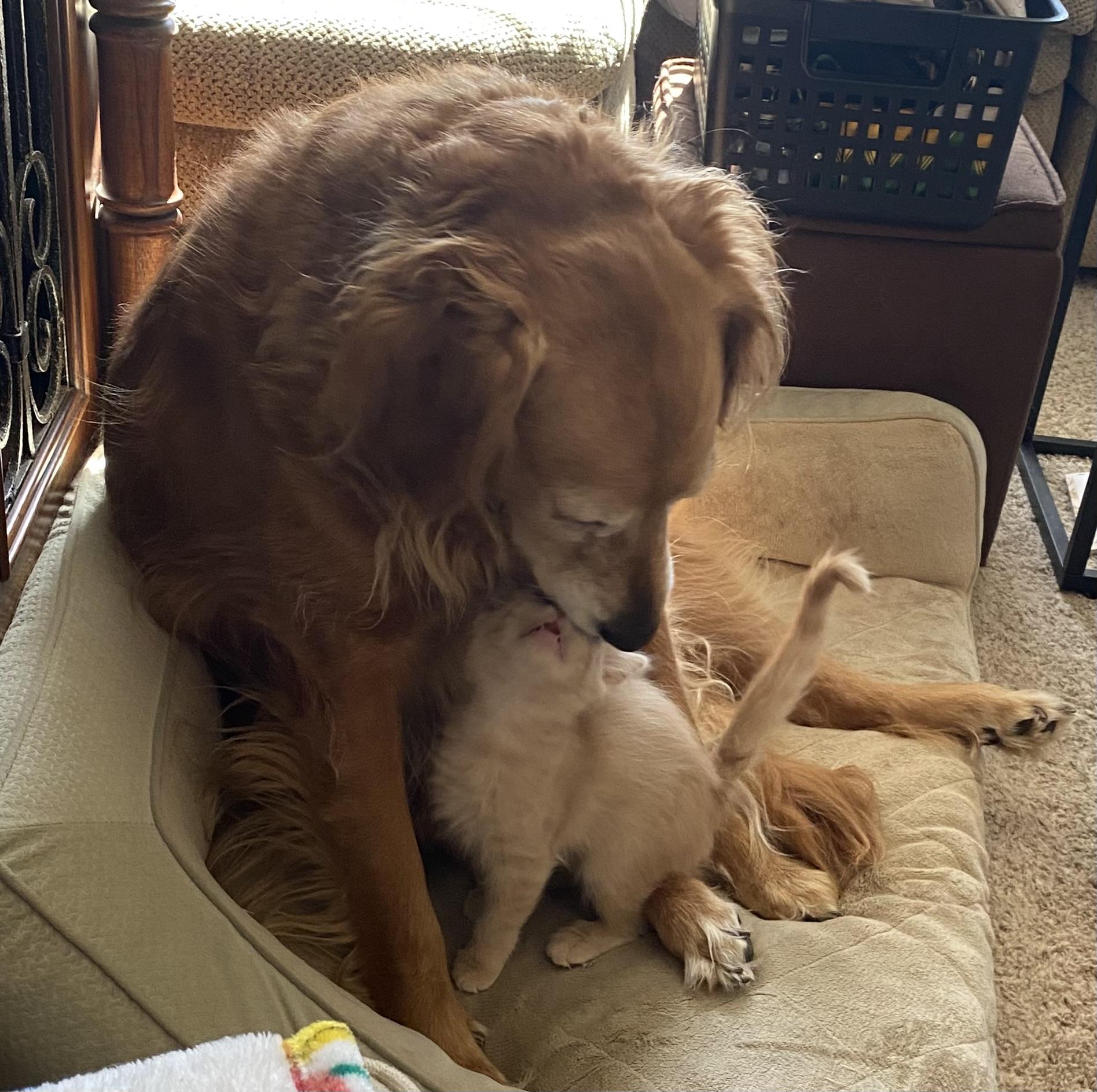 Enlarge Ariel C5455, a ADOPTABLE Domestic Medium Hair in Coppell, TX image 1/4