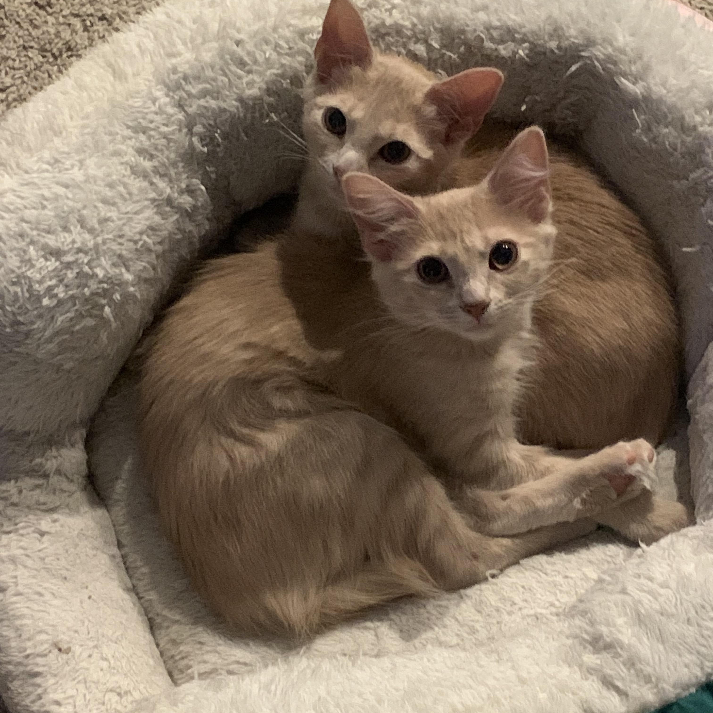 Enlarge Ariel C5455, a ADOPTABLE Domestic Medium Hair in Coppell, TX image 2/4