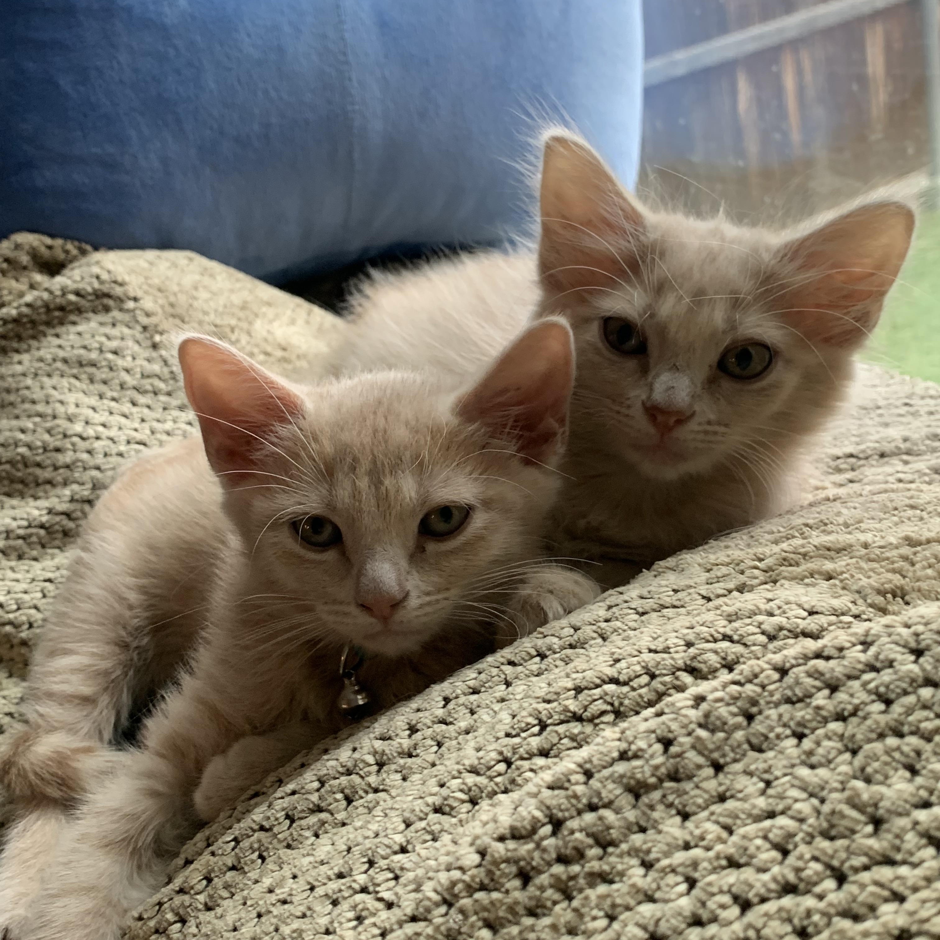 Enlarge Ariel C5455, a ADOPTABLE Domestic Medium Hair in Coppell, TX image 3/4