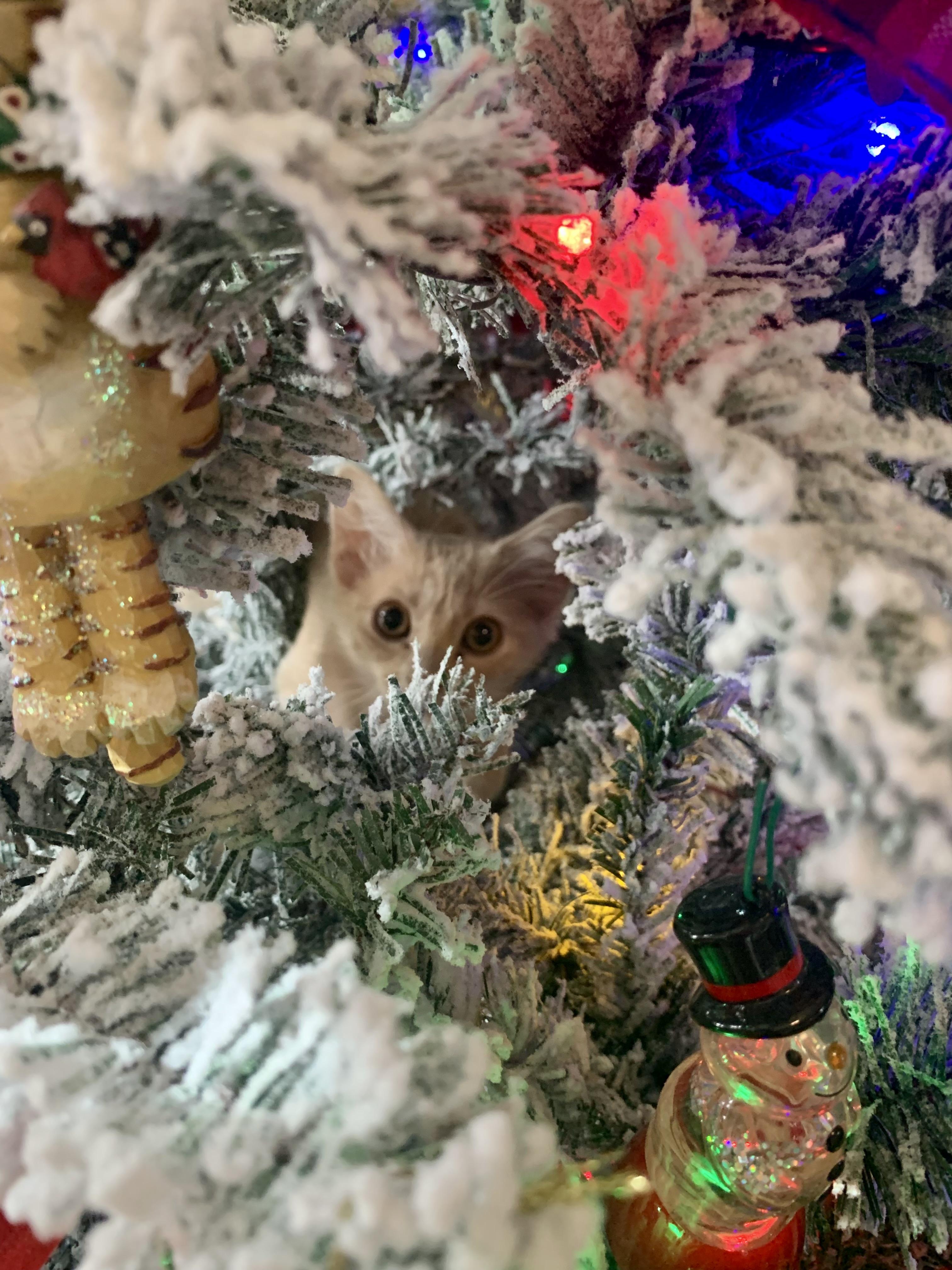 Enlarge Ariel C5455, a ADOPTABLE Domestic Medium Hair in Coppell, TX image 4/4