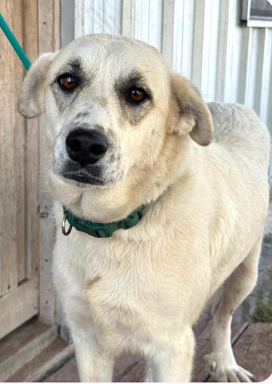 Enlarge Pearl, a Adoptable mixed breed in Paramus, NJ image 2/6