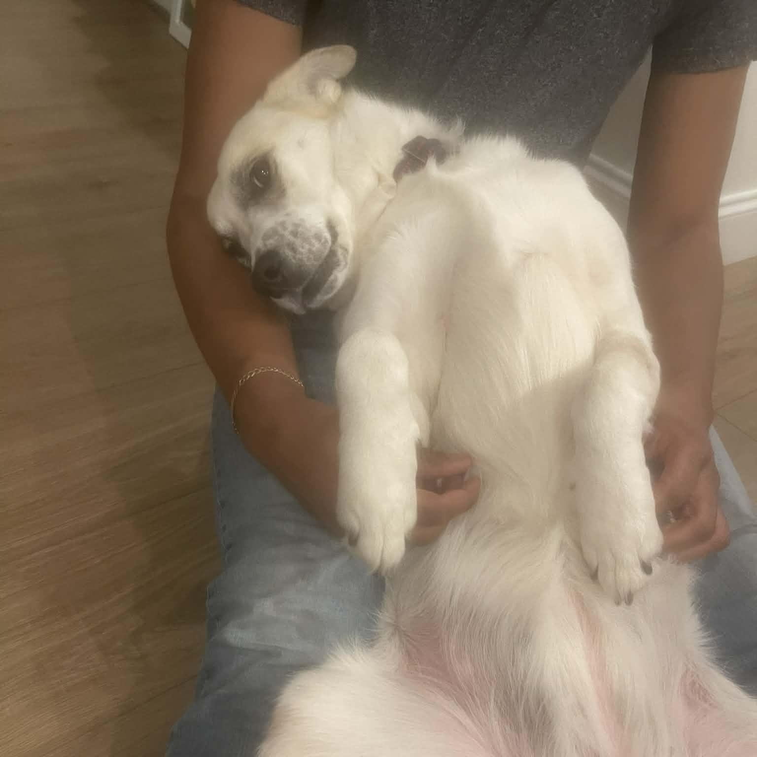 Enlarge Pearl, an adoption pending mixed breed in Paramus, NJ image 5/6