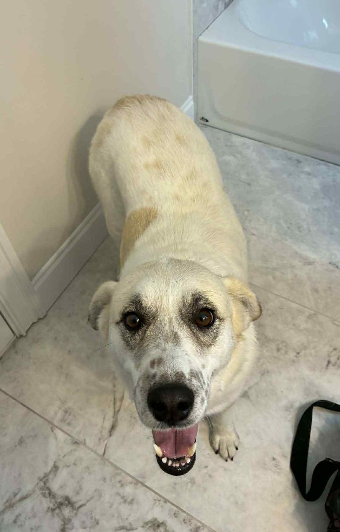 Enlarge Pearl, a Adoptable mixed breed in Paramus, NJ image 6/6