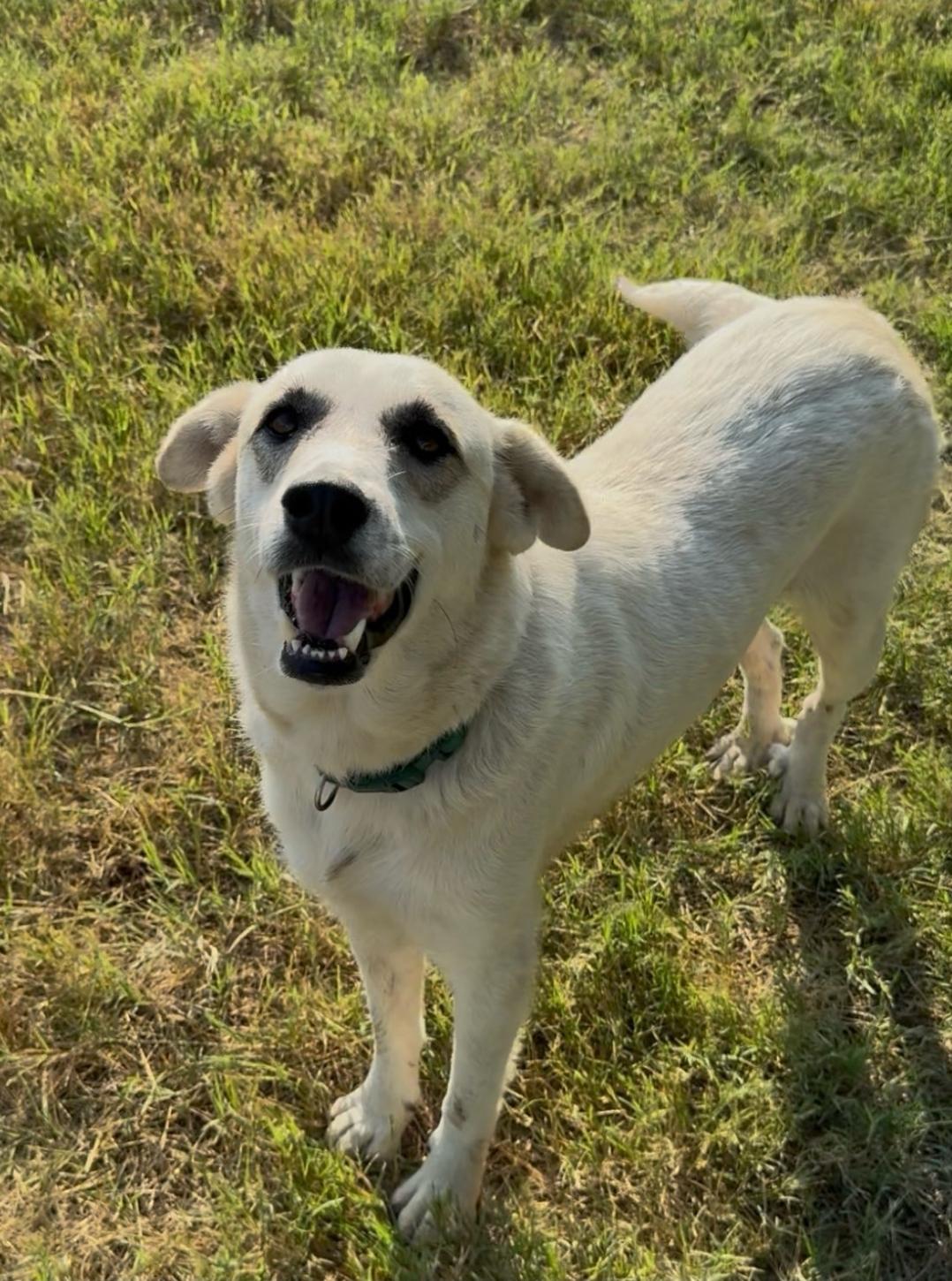 Enlarge Pearl, a Adoptable mixed breed in Paramus, NJ image 4/6