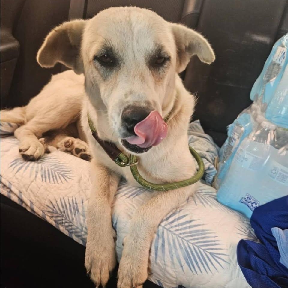 Enlarge Pearl, a Adoptable mixed breed in Paramus, NJ image 5/6