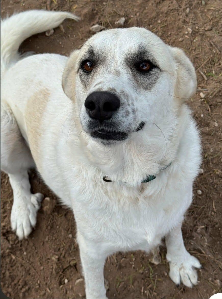 Enlarge Pearl, a Adoptable mixed breed in Paramus, NJ image 1/6