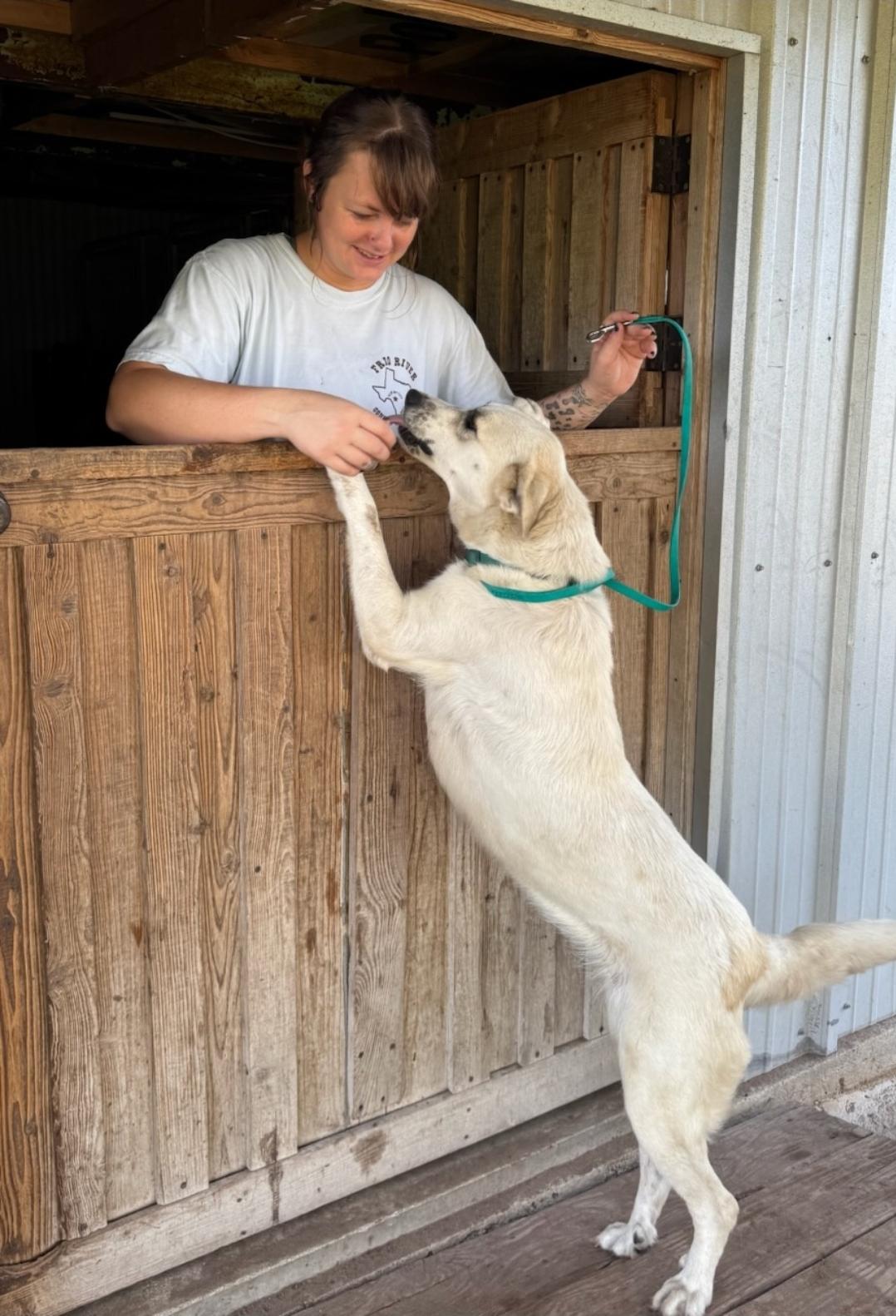 Pearl, Adoptable, Young Female Great Pyrenees.