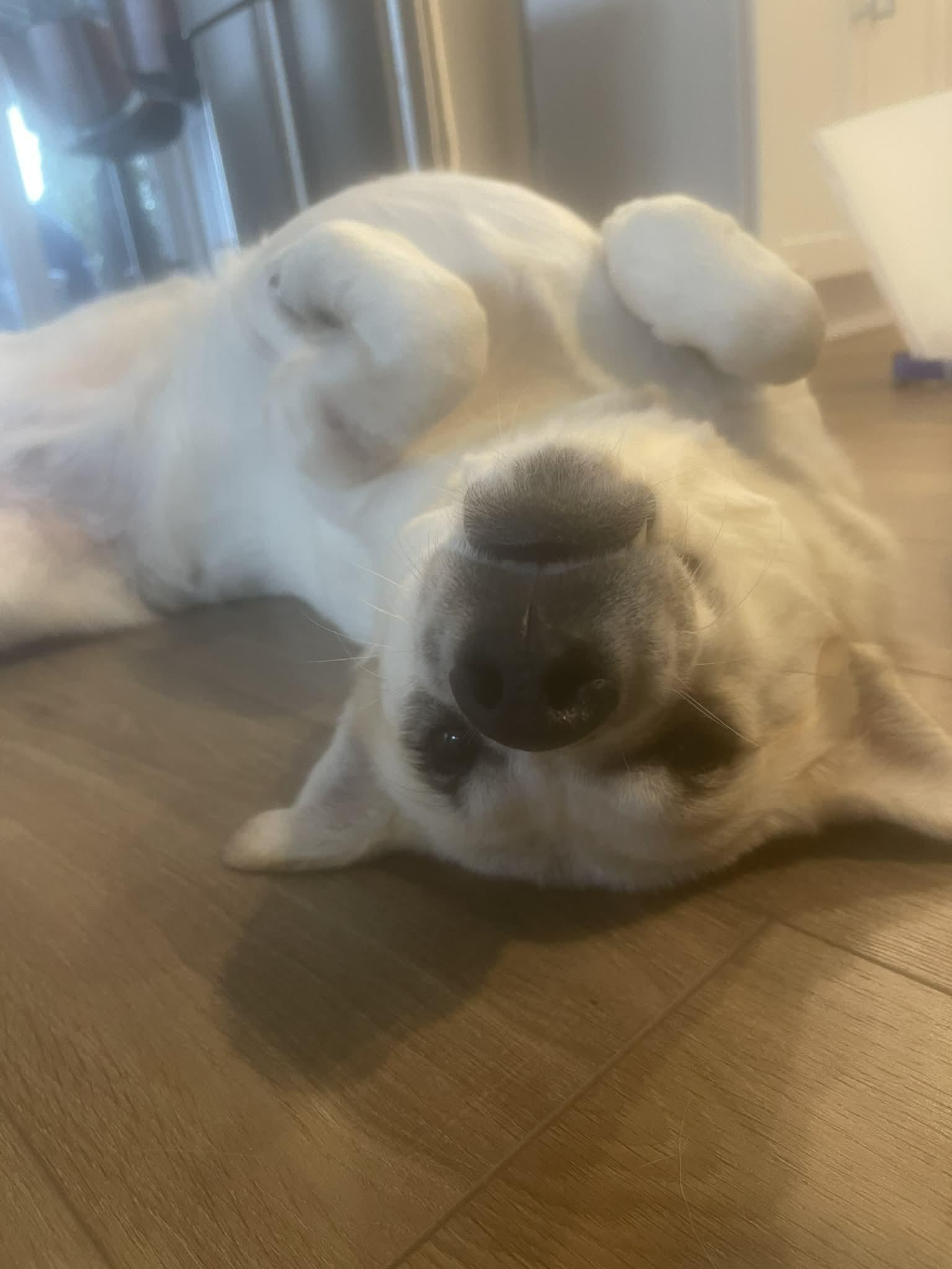 Pearl, Adoptable, Young Female Great Pyrenees.