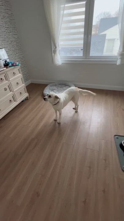 Enlarge Pearl, an adoption pending mixed breed in Paramus, NJ video 3/6