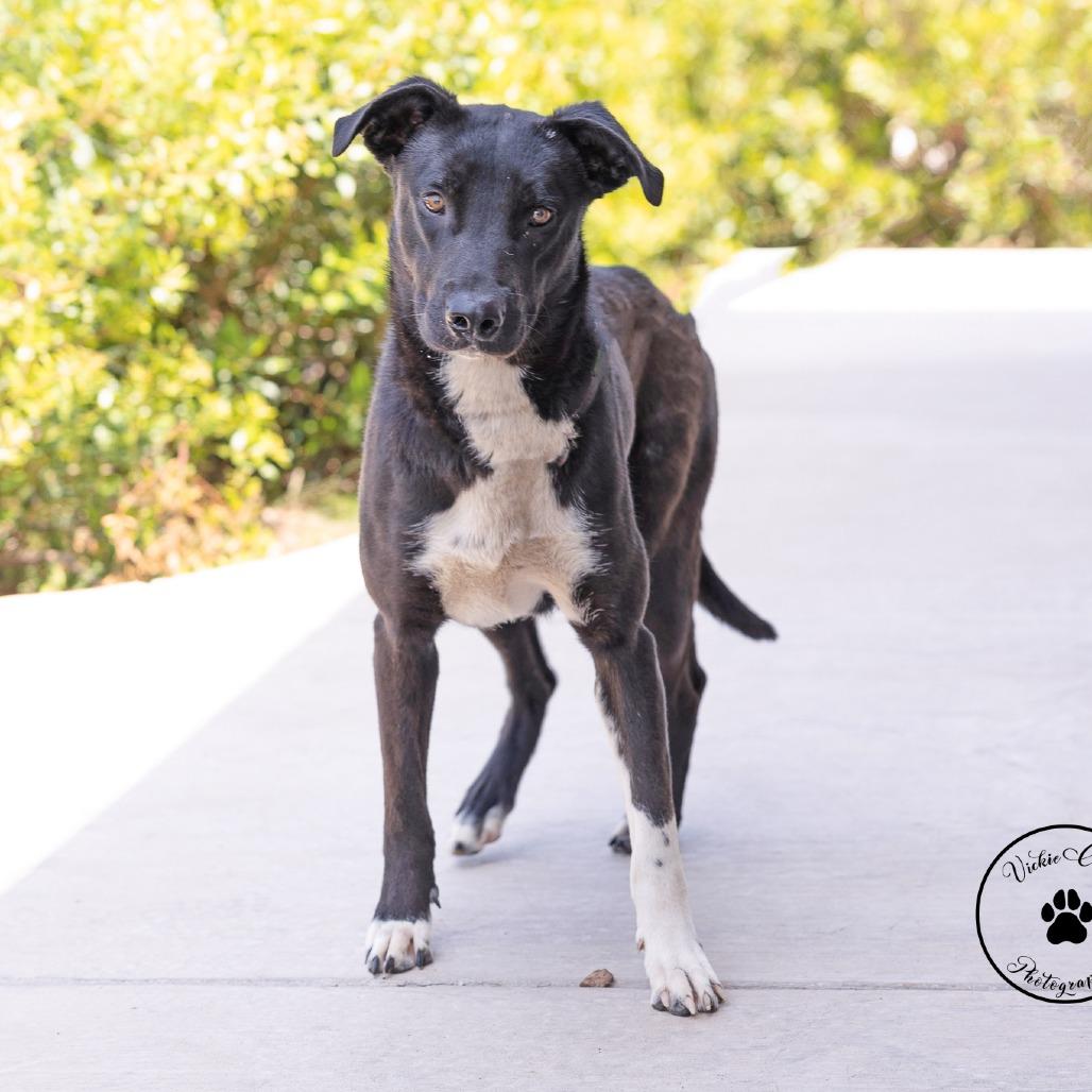 Smiles, Adoptable, Young Female German Shepherd Dog & Black Labrador Retriever.