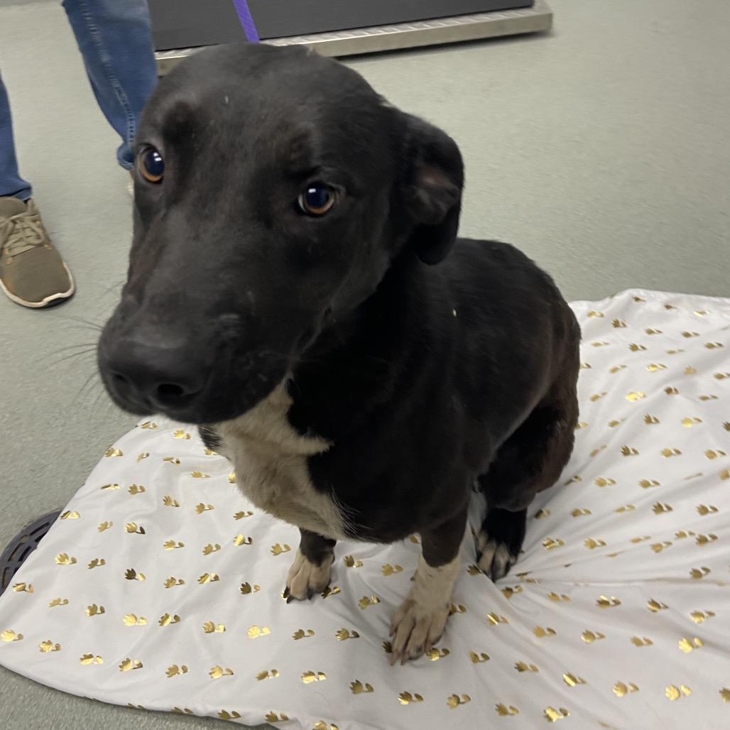 Smiles, a Adoptable mixed breed in Abilene, TX image 2/4