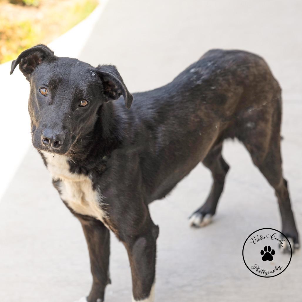Smiles, a Adoptable mixed breed in Abilene, TX image 3/4