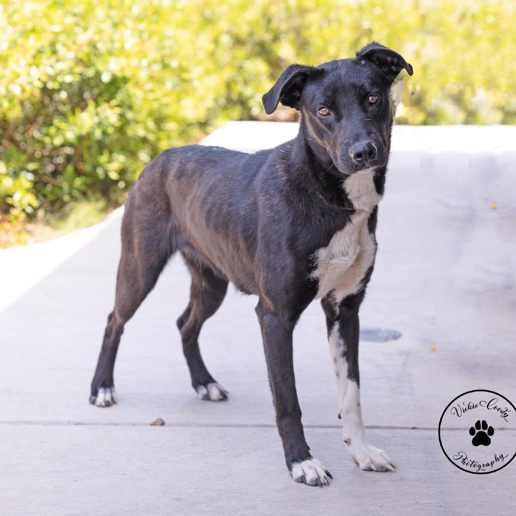 Smiles, a Adoptable mixed breed in Abilene, TX image 4/4