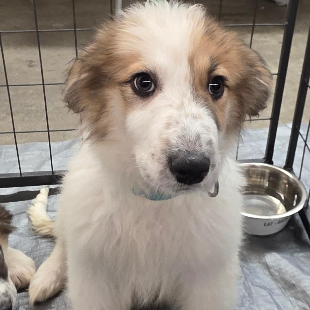 Lyra — thumbnail 2