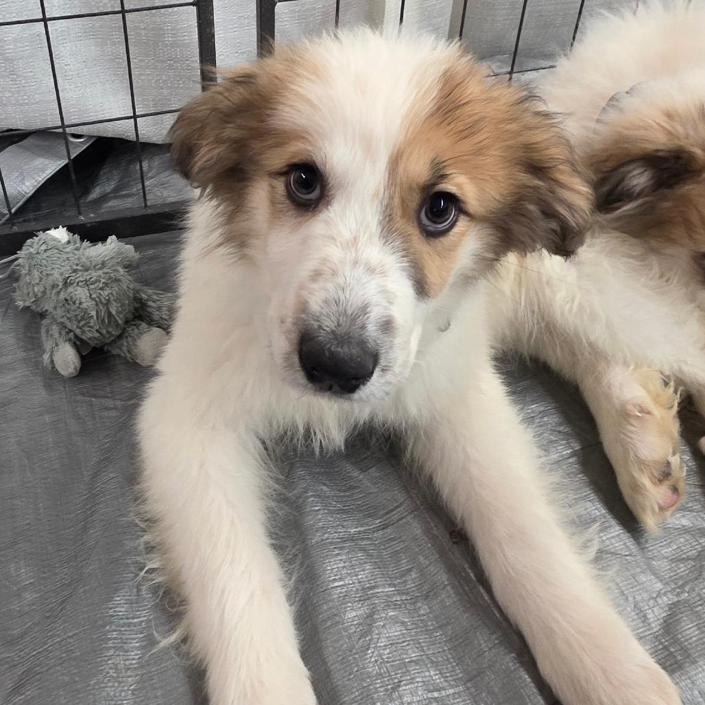 Lyra — thumbnail 3