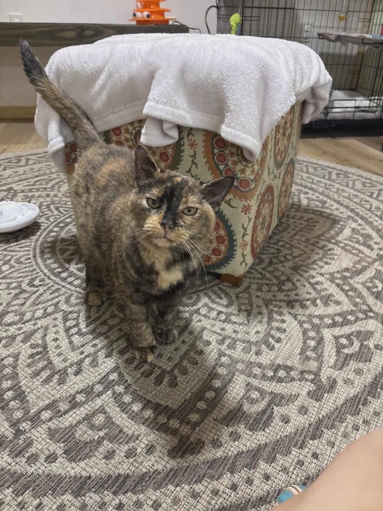 Enlarge Kiki, a Adoptable Domestic Short Hair in Rutherfordton, NC image 1/1