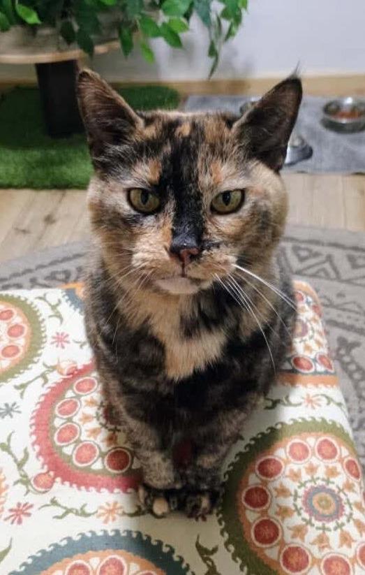 Enlarge Kiki, a Adoptable Domestic Short Hair in Rutherfordton, NC image 2/2