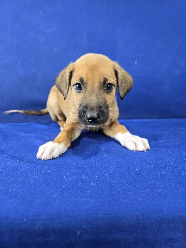 Hot Dog, Adoptable, Young Male German Shepherd Dog & Mixed Breed.