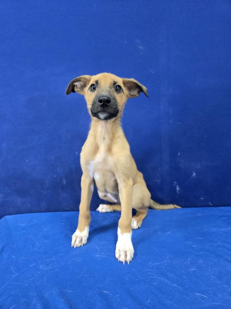 Enlarge Hot Dog, a Adoptable mixed breed in Ruston, LA image 2/4