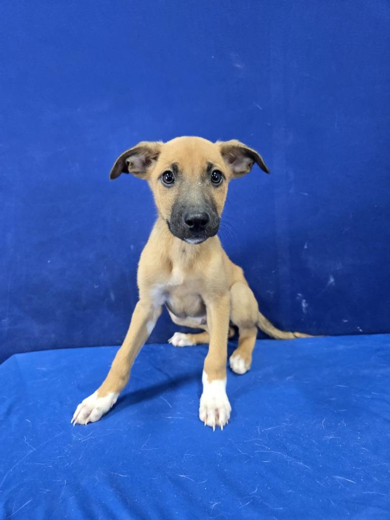 Enlarge Hot Dog, a Adoptable mixed breed in Ruston, LA image 3/4