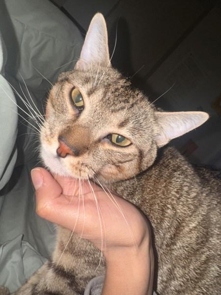 Enlarge Tuna, a Adoptable mixed breed in New York, NY image 1/6