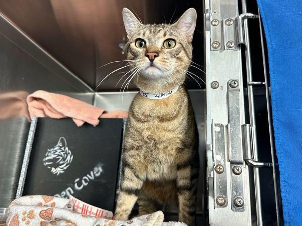 Tuna, Adoptable, Adult Male Domestic Short Hair.