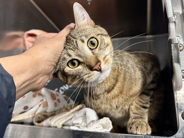 Enlarge Tuna, a Adoptable mixed breed in New York, NY image 2/6