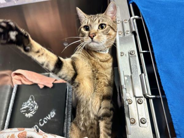 Enlarge Tuna, a Adoptable mixed breed in New York, NY image 3/6