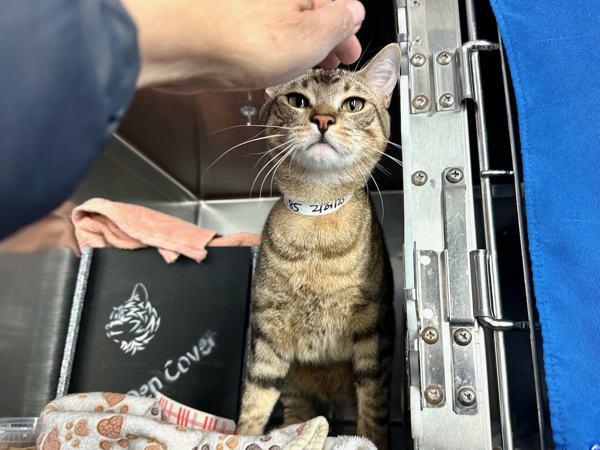 Enlarge Tuna, a Adoptable mixed breed in New York, NY image 4/6