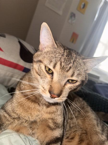 Enlarge Tuna, a Adoptable mixed breed in New York, NY image 6/6