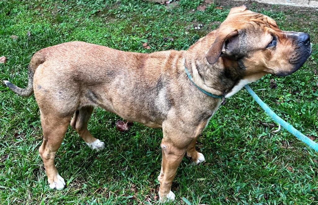 Gloria, sweet, well-behaved mature Mastiff girl, ready for a new home!