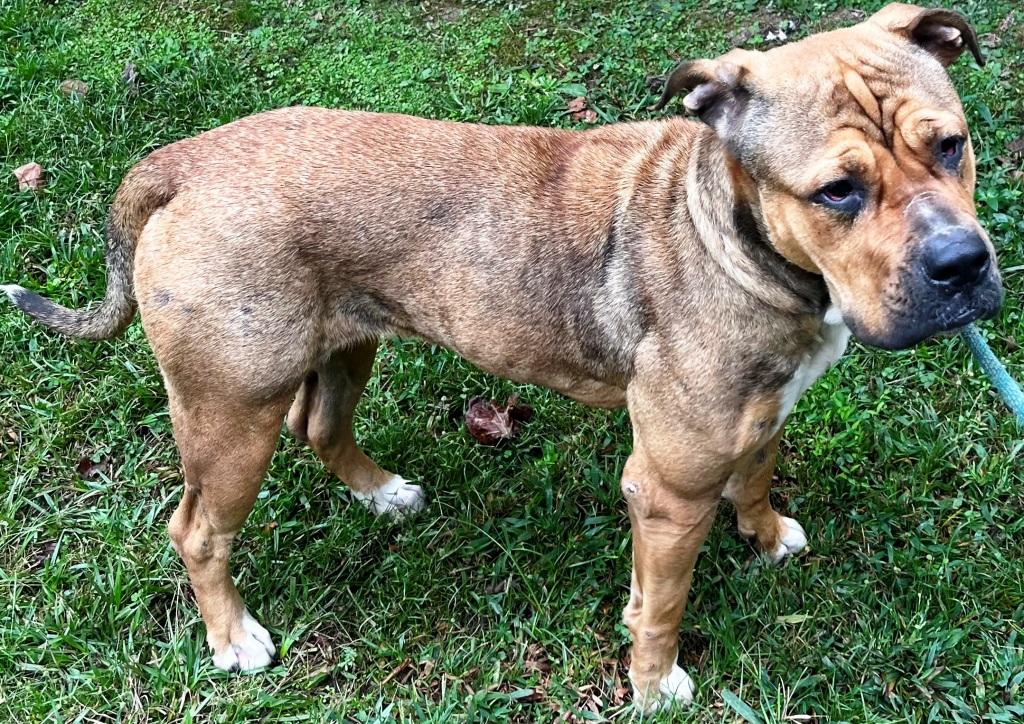 Gloria, sweet, well-behaved mature Mastiff girl, ready for a new home!