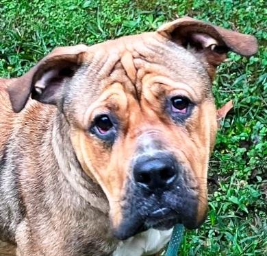 Gloria, sweet, well-behaved mature Mastiff girl, ready for a new home!