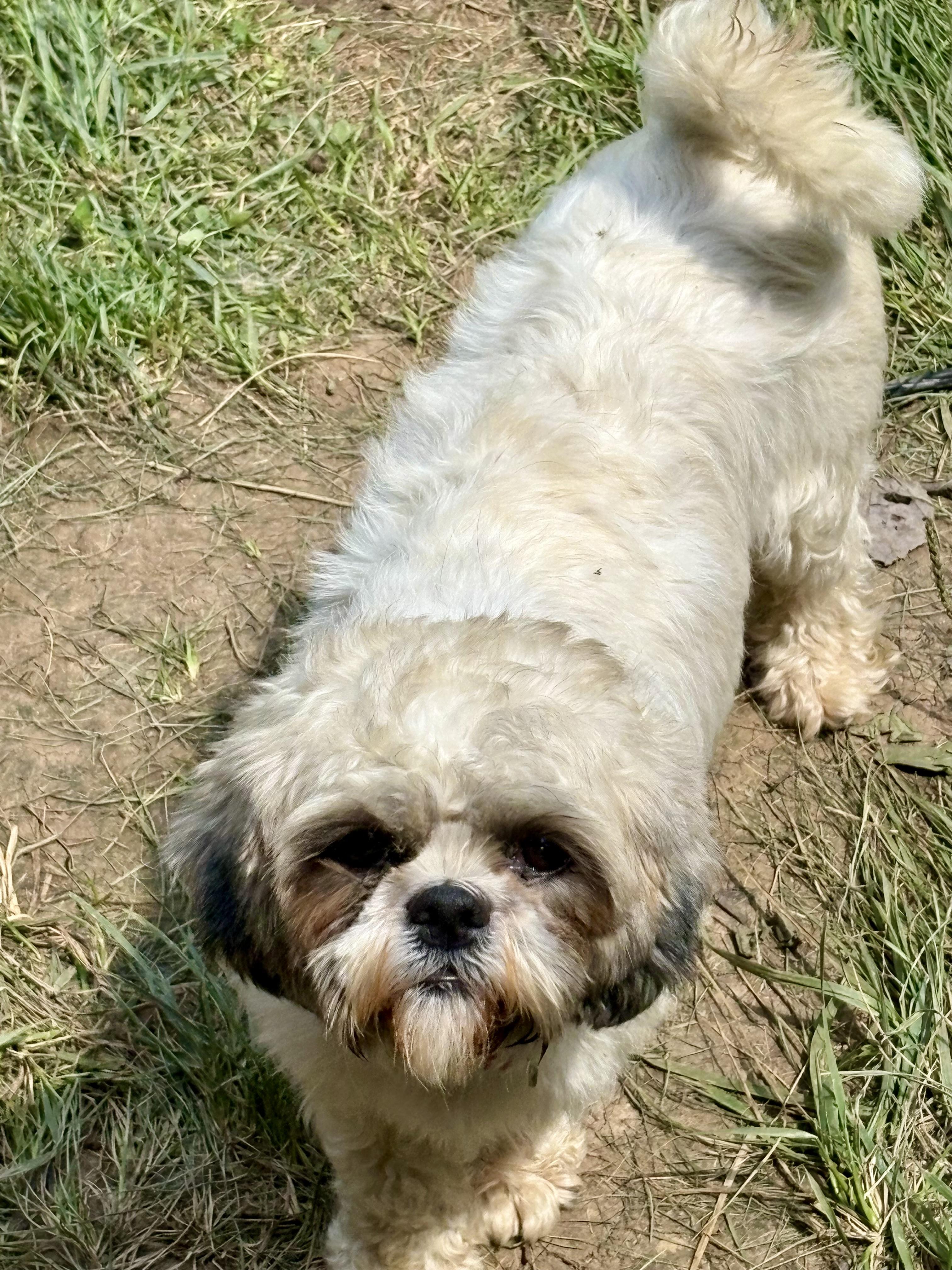 Olive, Adopted, Adult Female Shih Tzu.