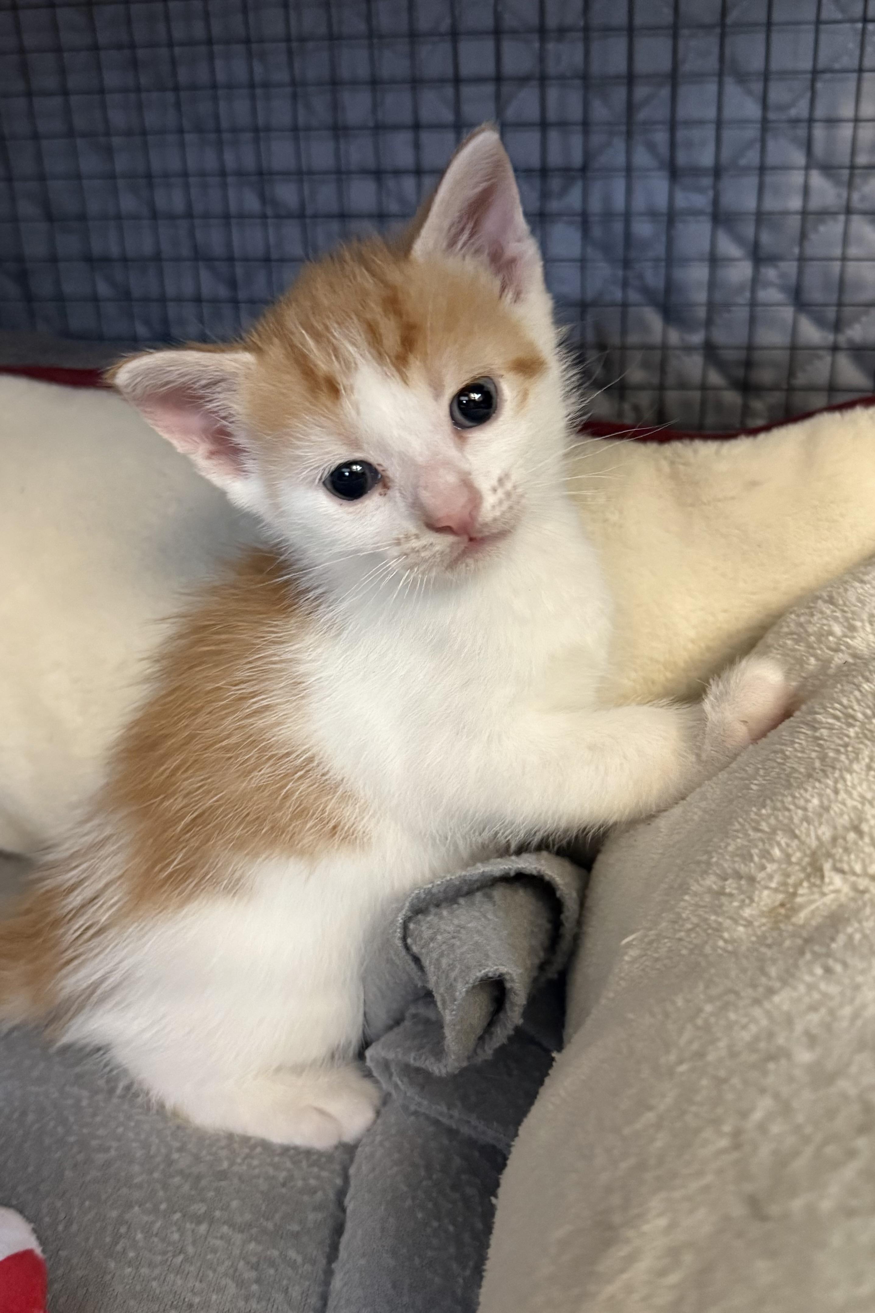 Bolt, a Adoptable Domestic Short Hair in Plant City, FL image 1/2