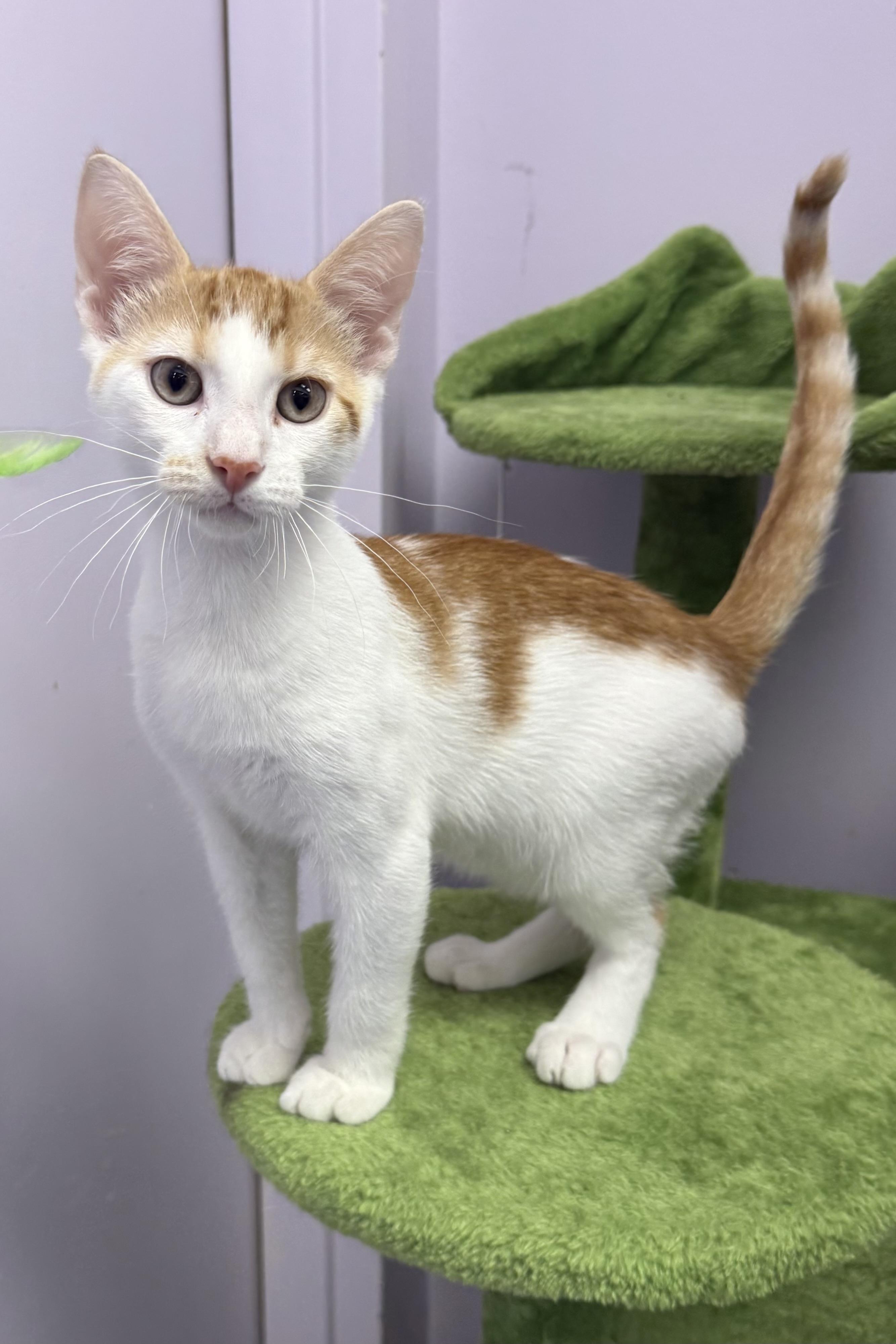 Bolt, Young Male Domestic Short Hair