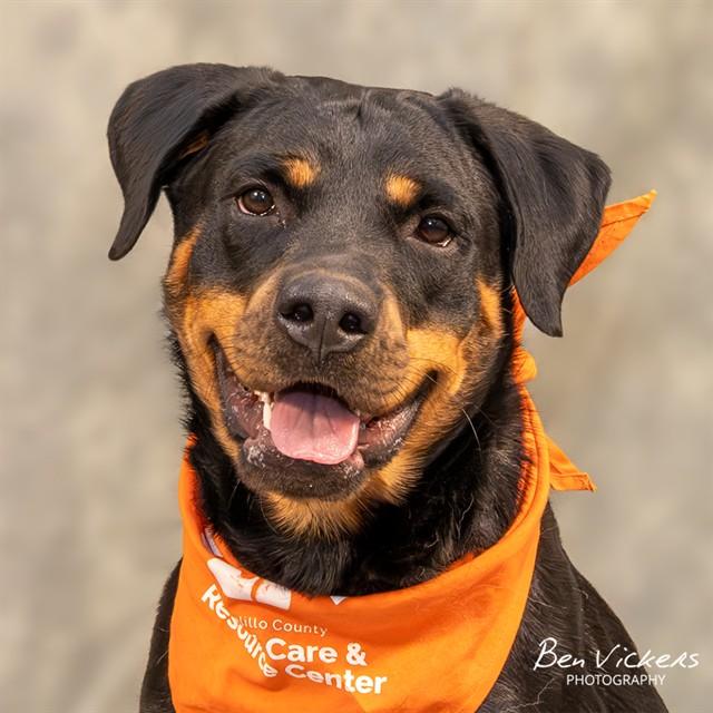 SCARLETTE, Adoptable, Young Female Rottweiler & Mixed Breed.