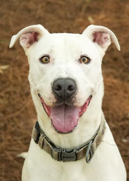 Arty 56477, Adoptable, Adult Male Mixed Breed & Mixed Breed.