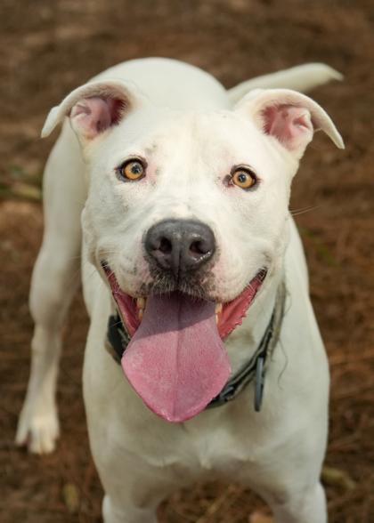 Enlarge Arty 56477, a Adoptable mixed breed in Aiken, SC image 2/3