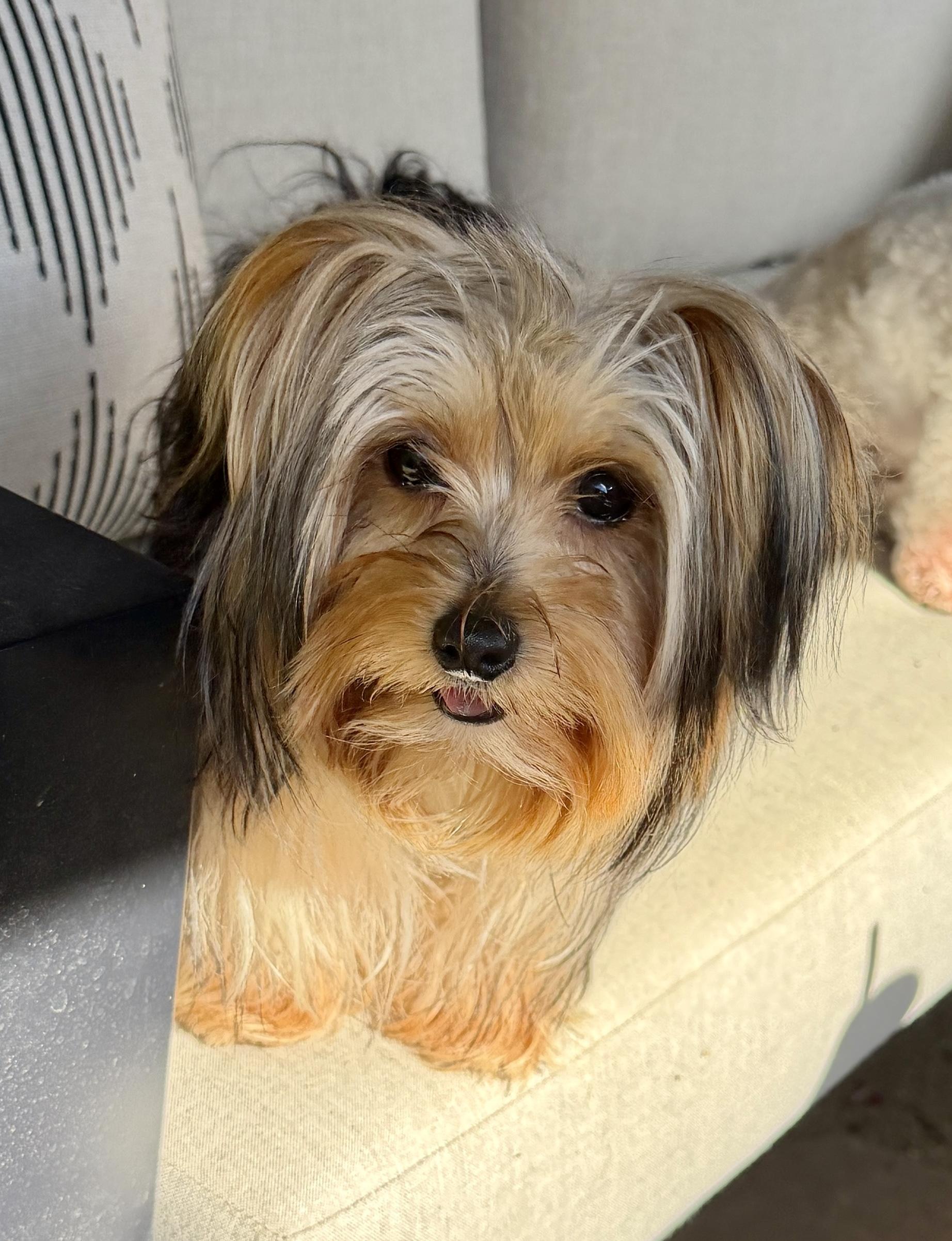 Enlarge Marina, an adopted Yorkshire Terrier in San Jose, CA image 2/2